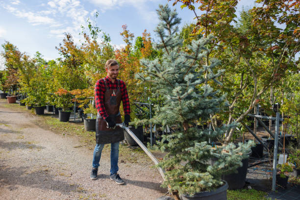 How Our Tree Care Process Works  in Atwater, CA